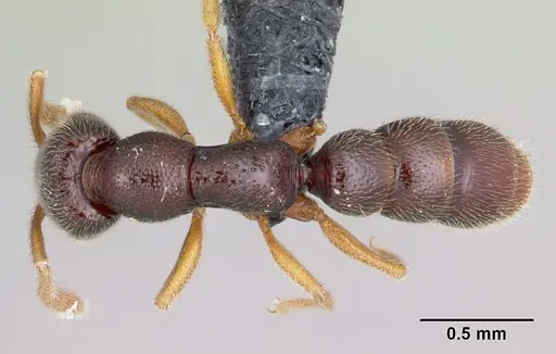 Stigmatomma bolabola specimen CASENT0034580 image casent0034580_1