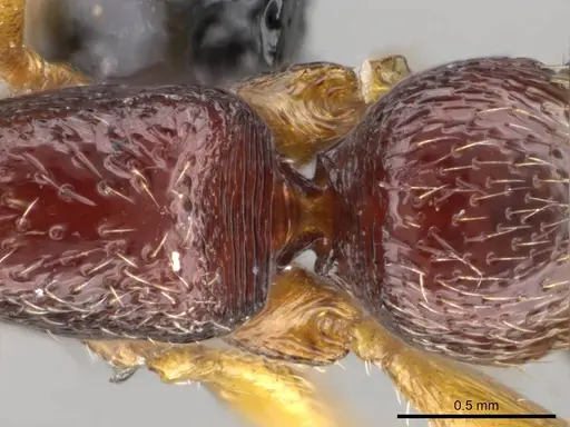 Stigmatomma bolabola specimen CASENT0034580 image casent0034580_2
