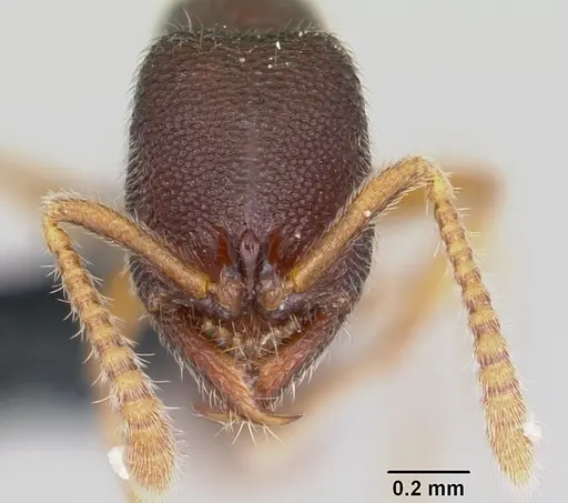Stigmatomma bolabola specimen CASENT0034580 image casent0034580_3