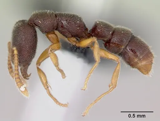 Stigmatomma bolabola specimen CASENT0034580 image casent0034580_5