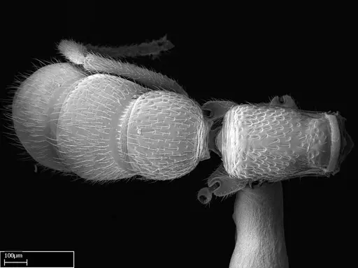 Stigmatomma bolabola specimen CASENT0034744 image casent0034744_1