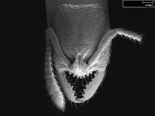 Stigmatomma bolabola specimen CASENT0034744 image casent0034744_2