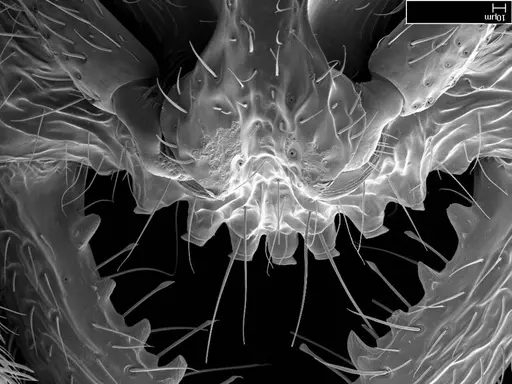 Stigmatomma bolabola specimen CASENT0034744 image casent0034744_3