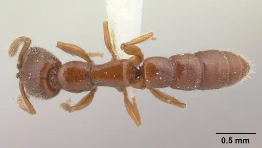 Stigmatomma boltoni specimen CASENT0179570 image casent0179570_1