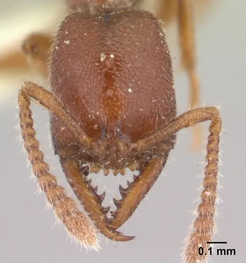 Stigmatomma boltoni specimen CASENT0179570 image casent0179570_2