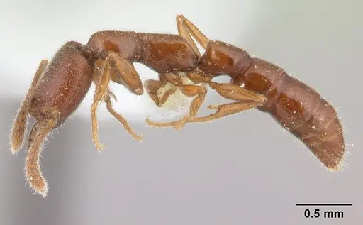 Stigmatomma boltoni specimen CASENT0179570 image casent0179570_3