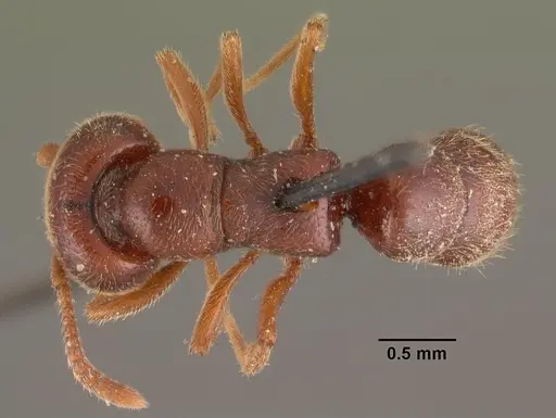 Stigmatomma bruni specimen CASENT0102511 image casent0102511_1
