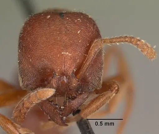 Stigmatomma bruni specimen CASENT0102511 image casent0102511_2