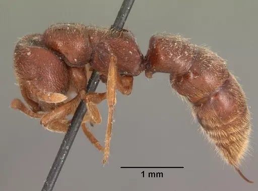 Stigmatomma bruni specimen CASENT0102511 image casent0102511_3
