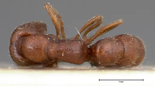 Stigmatomma bruni specimen FOCOL0379 image focol0379_1