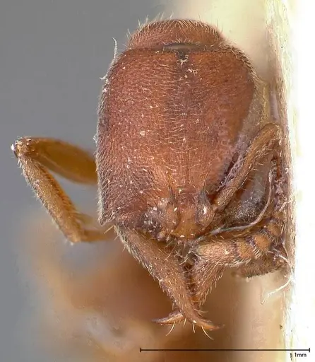 Stigmatomma bruni specimen FOCOL0379 image focol0379_2