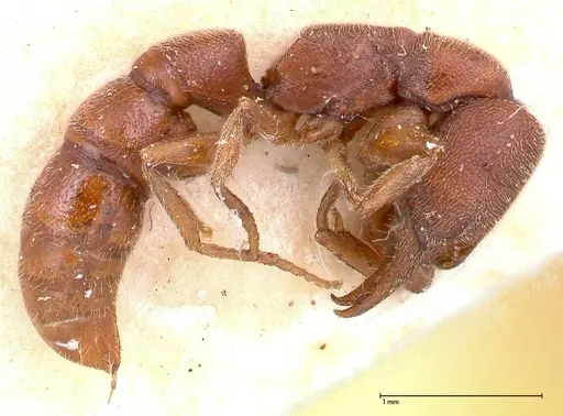 Stigmatomma bruni specimen FOCOL0379 image focol0379_3