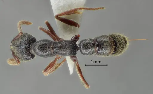 Stigmatomma crenatum specimen ANTWEB1060488 image antweb1060488_1