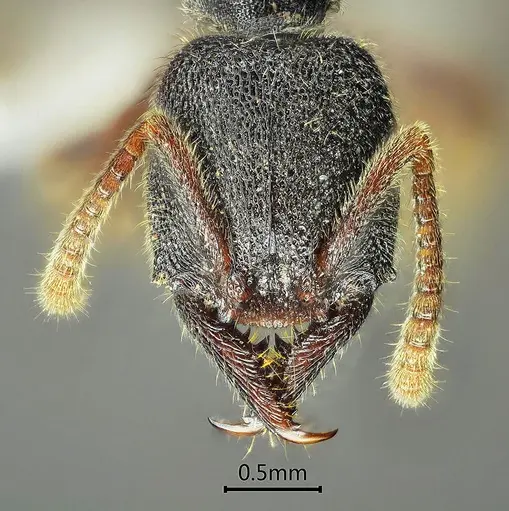 Stigmatomma crenatum specimen ANTWEB1060488 image antweb1060488_2