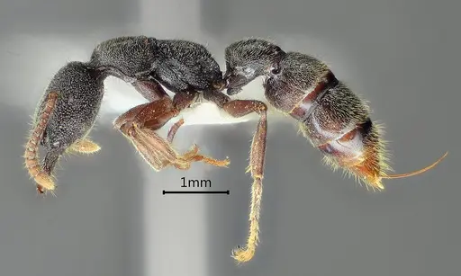 Stigmatomma crenatum specimen ANTWEB1060488 image antweb1060488_3