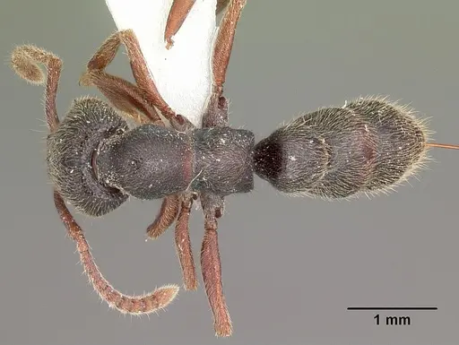 Stigmatomma crenatum specimen CASENT0104983 image casent0104983_1