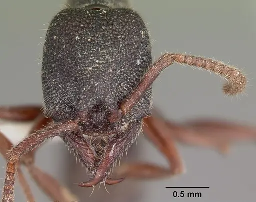 Stigmatomma crenatum specimen CASENT0104983 image casent0104983_2