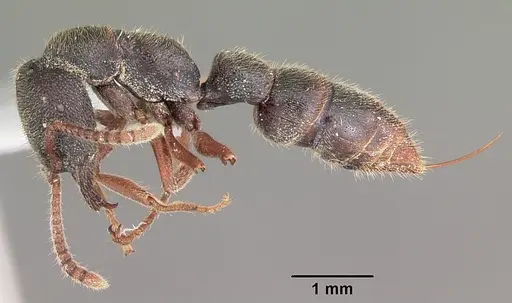 Stigmatomma crenatum specimen CASENT0104983 image casent0104983_3