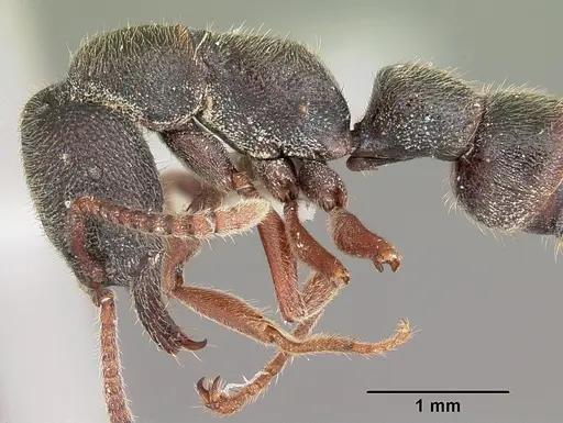 Stigmatomma crenatum specimen CASENT0104983 image casent0104983_4
