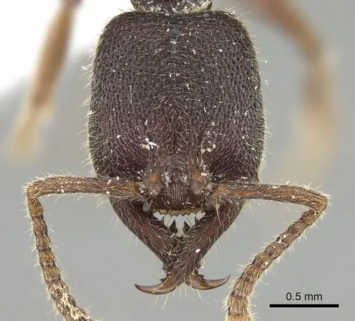 Stigmatomma crenatum specimen CASENT0922070 image casent0922070_2