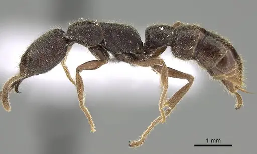 Stigmatomma crenatum specimen CASENT0922070 image casent0922070_3