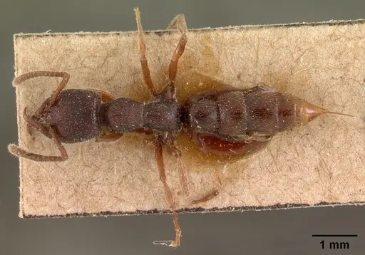 Stigmatomma feae specimen CASENT0102126 image casent0102126_1