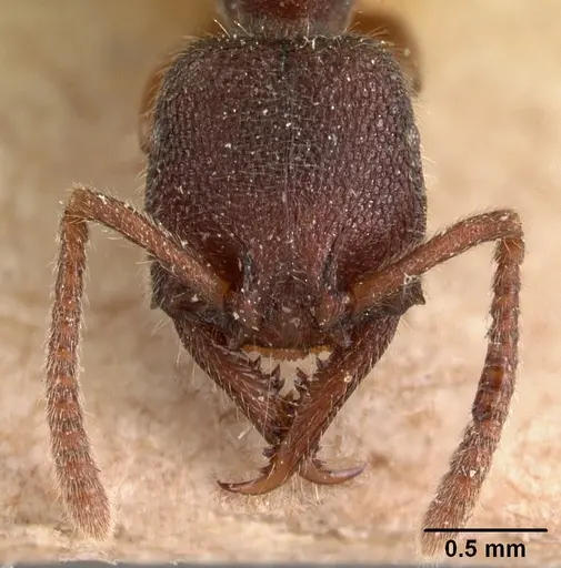 Stigmatomma feae specimen CASENT0102126 image casent0102126_2