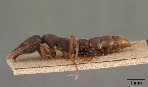 Stigmatomma feae specimen CASENT0102126 image casent0102126_3