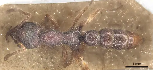 Stigmatomma feae specimen CASENT0903792 image casent0903792_1
