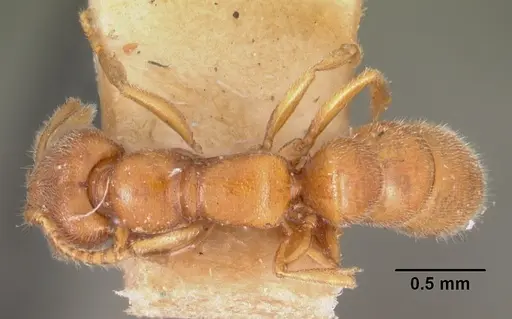 Stigmatomma gaetulicum specimen CASENT0102205 image casent0102205_1