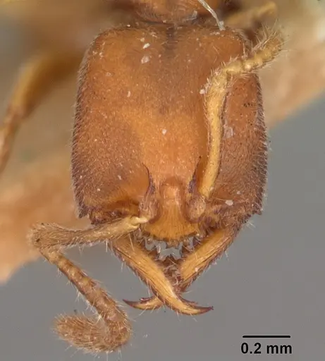 Stigmatomma gaetulicum specimen CASENT0102205 image casent0102205_2