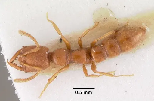 Stigmatomma gaetulicum specimen CASENT0102472 image casent0102472_1