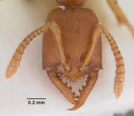 Stigmatomma gaetulicum specimen CASENT0102472 image casent0102472_2