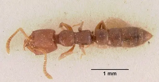 Stigmatomma gaetulicum specimen CASENT0102473 image casent0102473_1