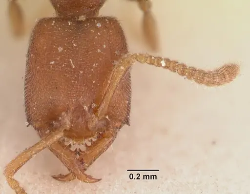 Stigmatomma gaetulicum specimen CASENT0102473 image casent0102473_2
