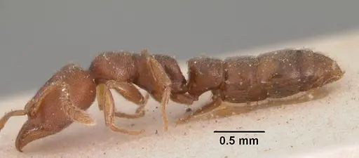 Stigmatomma gaetulicum specimen CASENT0102473 image casent0102473_3