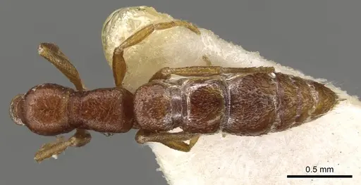 Stigmatomma gaetulicum specimen CASENT0915102 image casent0915102_1