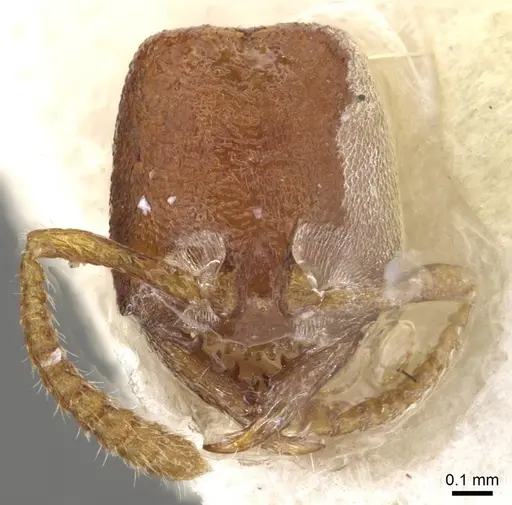 Stigmatomma gaetulicum specimen CASENT0915102 image casent0915102_2