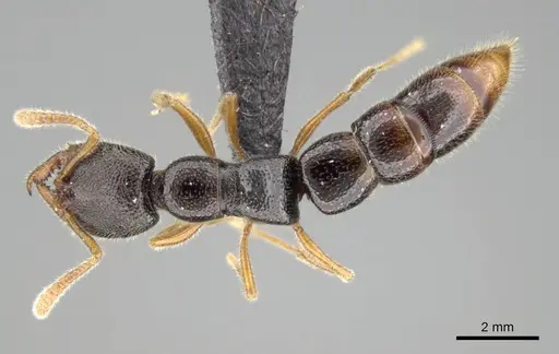 Stigmatomma irayhady specimen CASENT0042899 image casent0042899_1