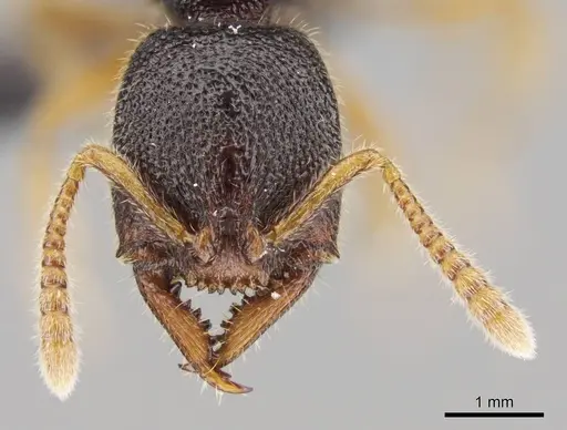 Stigmatomma irayhady specimen CASENT0042899 image casent0042899_2