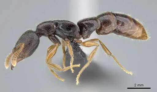 Stigmatomma irayhady specimen CASENT0042899 image casent0042899_3