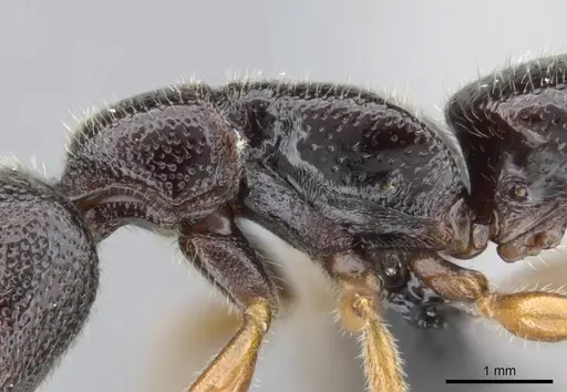 Stigmatomma irayhady specimen CASENT0042899 image casent0042899_4