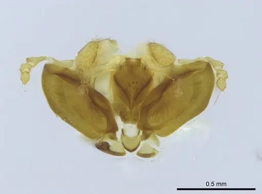 Stigmatomma irayhady specimen CASENT0458588 image casent0458588_1