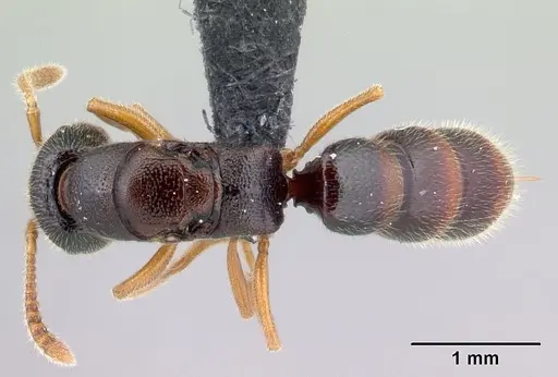 Stigmatomma irayhady specimen CASENT0458590 image casent0458590_1
