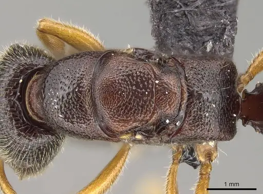 Stigmatomma irayhady specimen CASENT0458590 image casent0458590_2