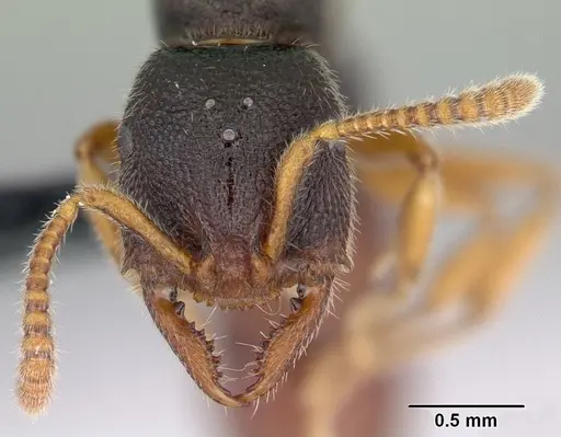 Stigmatomma irayhady specimen CASENT0458590 image casent0458590_3
