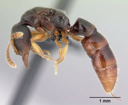 Stigmatomma irayhady specimen CASENT0458590 image casent0458590_4
