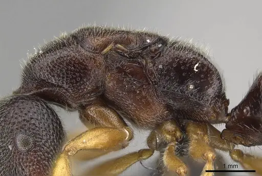 Stigmatomma irayhady specimen CASENT0458590 image casent0458590_5