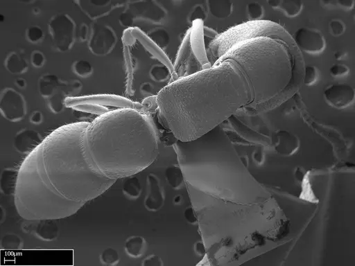 Stigmatomma irayhady specimen CASENT0458591 image casent0458591_1