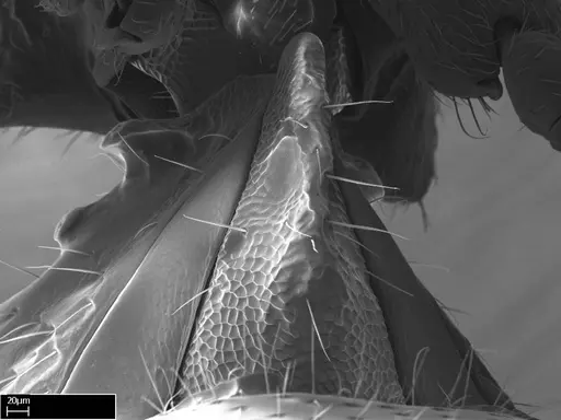 Stigmatomma irayhady specimen CASENT0458591 image casent0458591_2